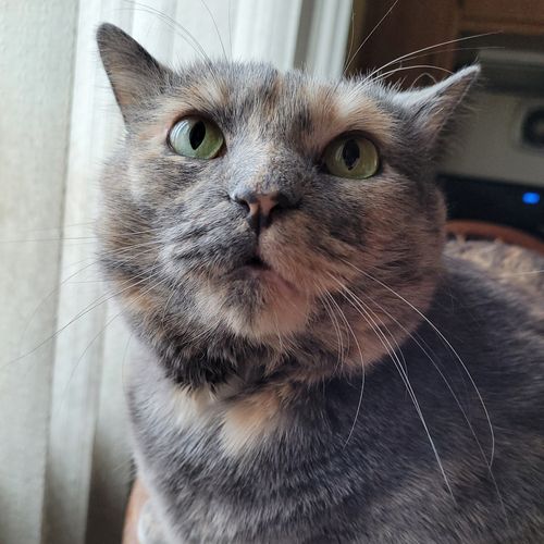 A cat looks above the camera with wide eyes. She has a kind of tortoiseshell pattern fur and a very round face.