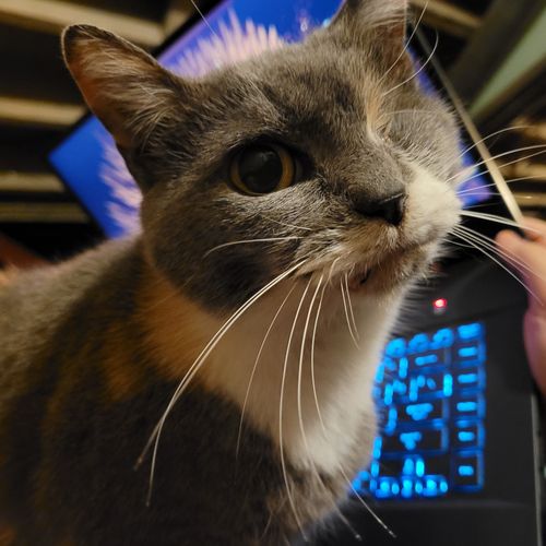 A small cat looks at the camera from in front of a laptop. She has mostly gray fur with a patch of white right under her chin. Notably, she only has one eye.