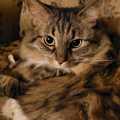 A fluffy cat laying on a couch is looking directly at the camera. She is mostly gray, with a distinctive tabby pattern on her forehead. Her paws are white.